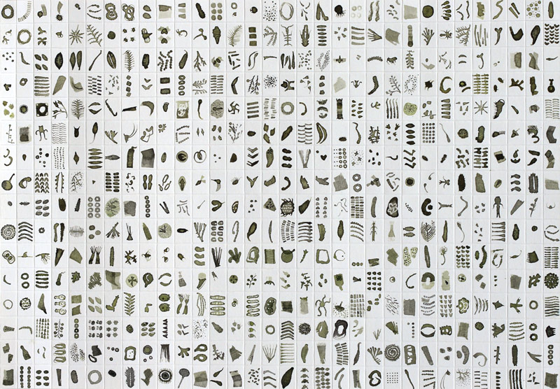 Micrarium no.7, ink on paper